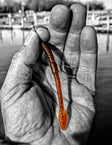 Case Walleye Worm